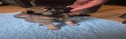 Mixed Breed dogs for sale: German shepherd x malinois  - Advert 14