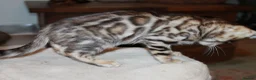 Bengal cats for sale: One Brown Rosette Male Bengal Left! - Advert 29