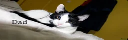 Mixed Breed cats for sale: 2 Male and 2Female kittens  in Hayes - Advert 18