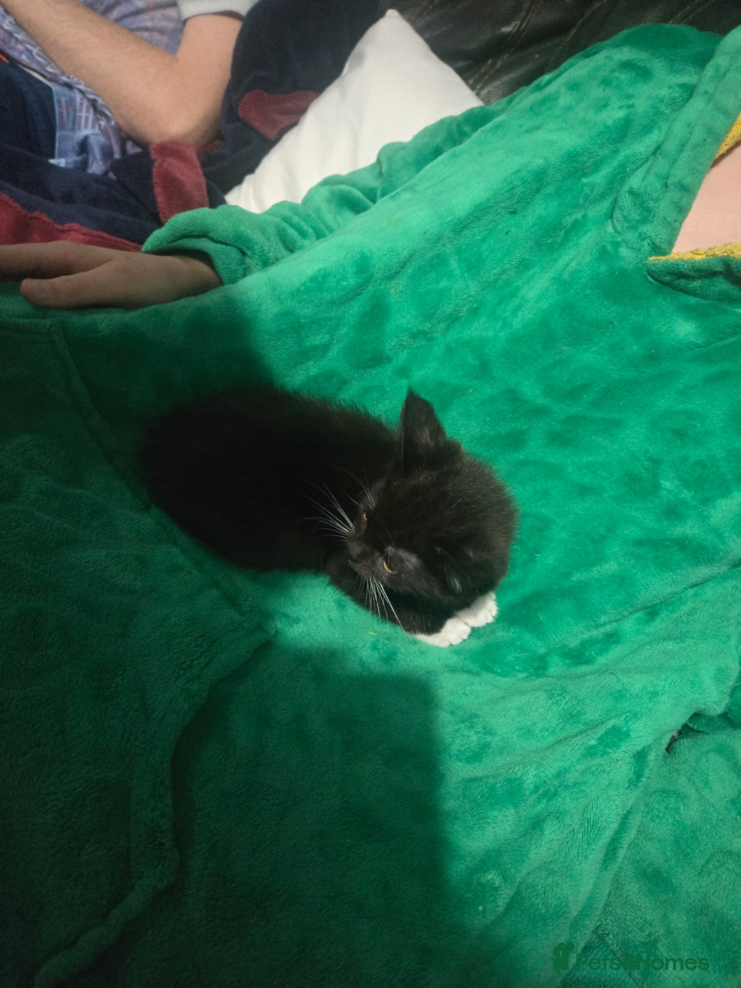 British Shorthair cats for sale: Black and white kitten - Advert 5