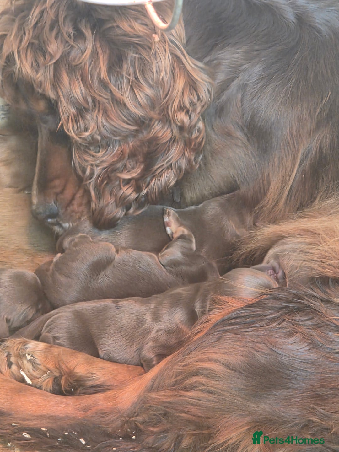 Cocker Spaniel dogs for sale: 🤎 Beautiful chocolate KC working cocker puppies🤎 - Advert 8