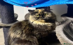 British Longhair cats for sale: 2 year old british longhair girl - Image 1