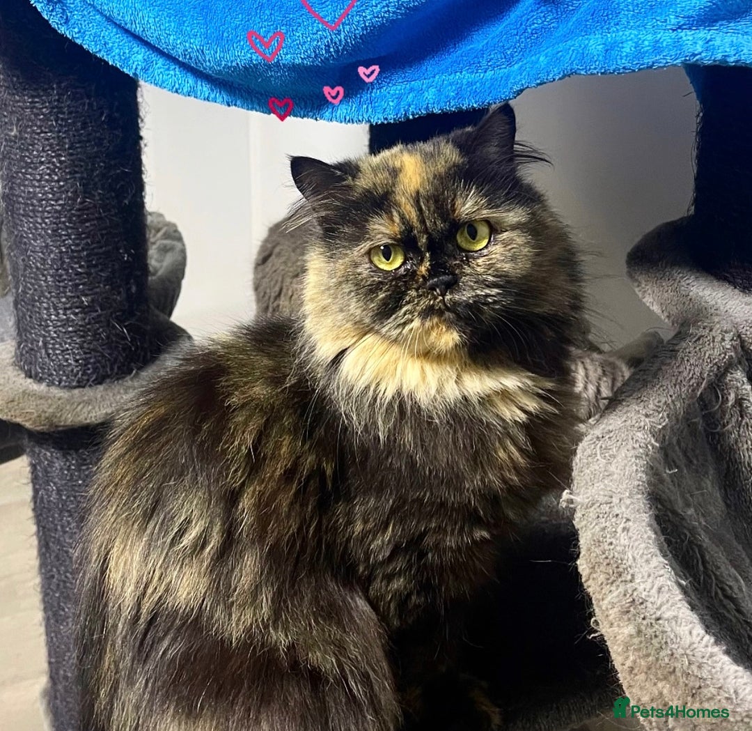 British Longhair cats for sale: 2 year old british longhair girl - Image 1