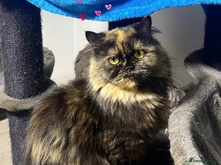 British Longhair cats - Advert 6