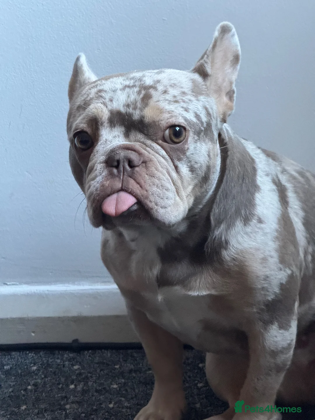 French Bulldog dogs for sale: French Bulldog in Leicester - Advert 3
