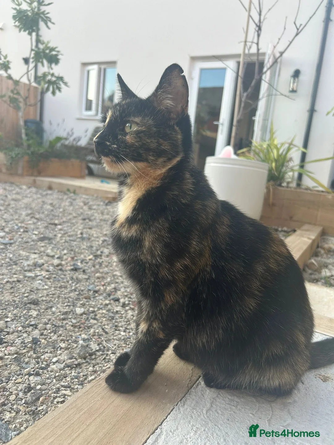 Mixed Breed cats for sale: Two kittens for sale  - Advert 2