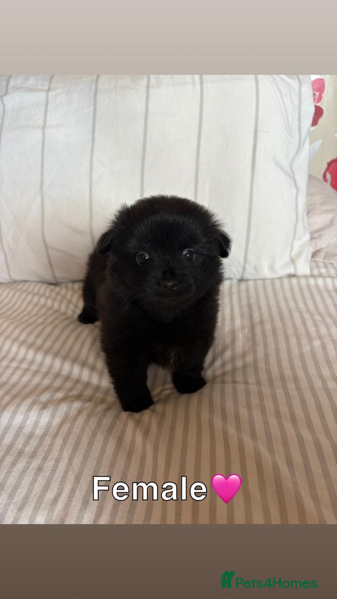 Pomeranian dogs for sale: 3 STUNNING POMERANIANS 1 MALE 2 FEMALE  - Image 7