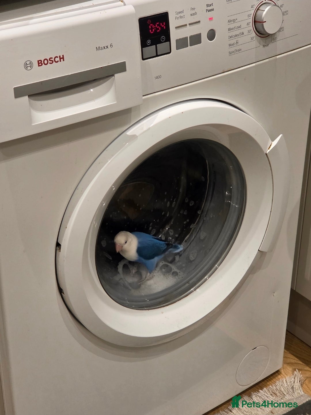 Lovebirds birds for sale: Blue Opaline Playful lovebird - Advert 4