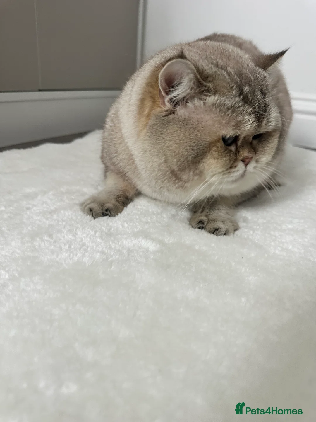 British Shorthair cats for stud: Our Teddy  - Advert 3