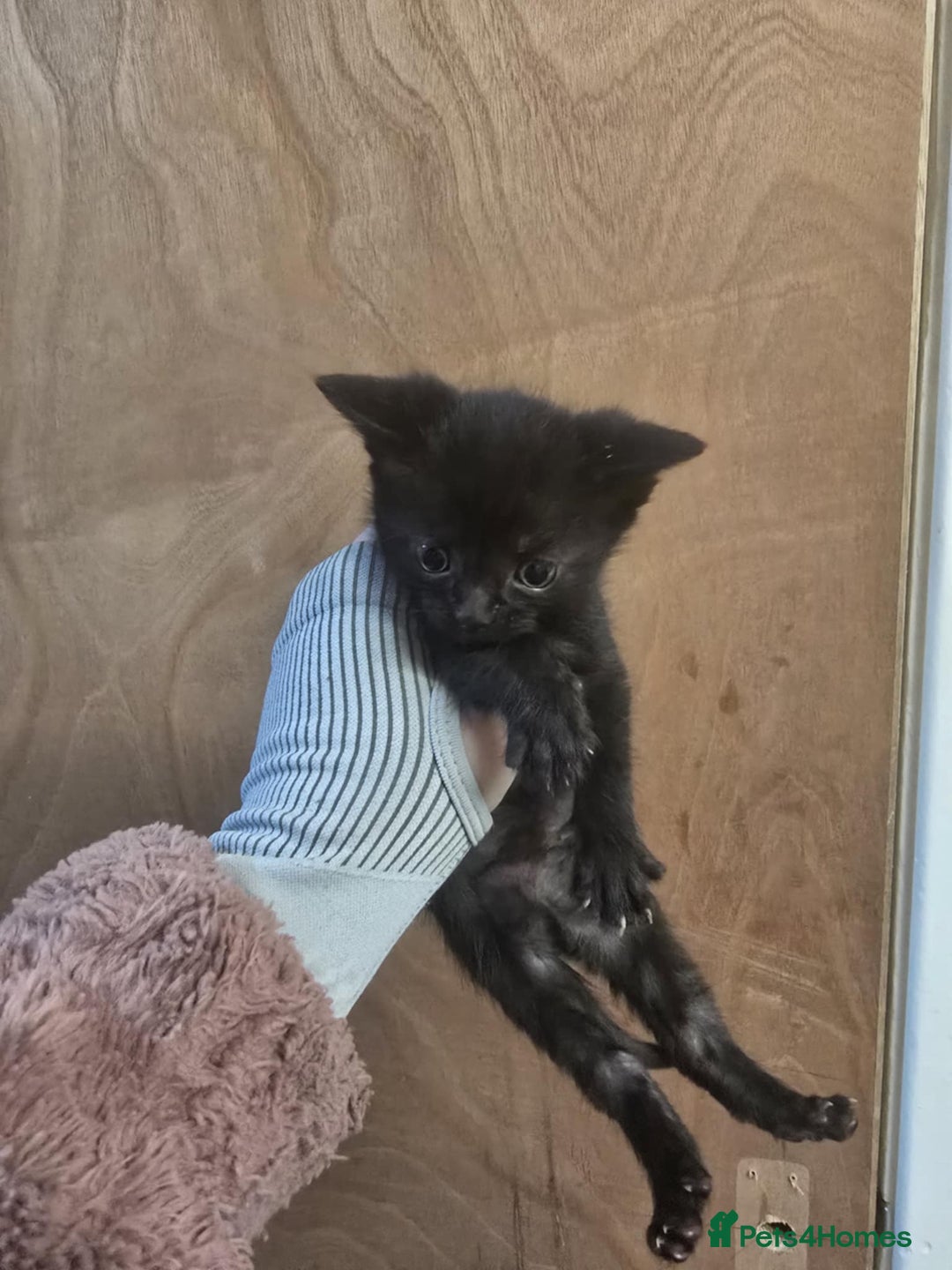 Mixed Breed cats for sale: 3 lovely kittens - Advert 4