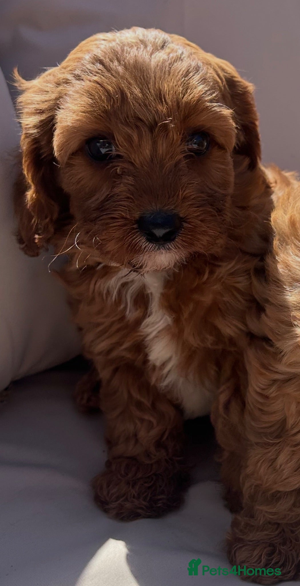 Cavapoo dogs Beautiful Red F1 Cavapoo puppies 1 boy available  - Advert 2
