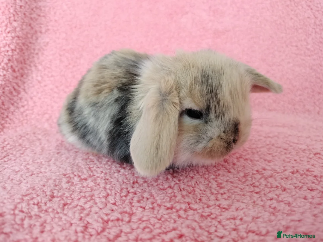 Mini Lop rabbits for sale: Baby mini lops for sale  - Advert 9