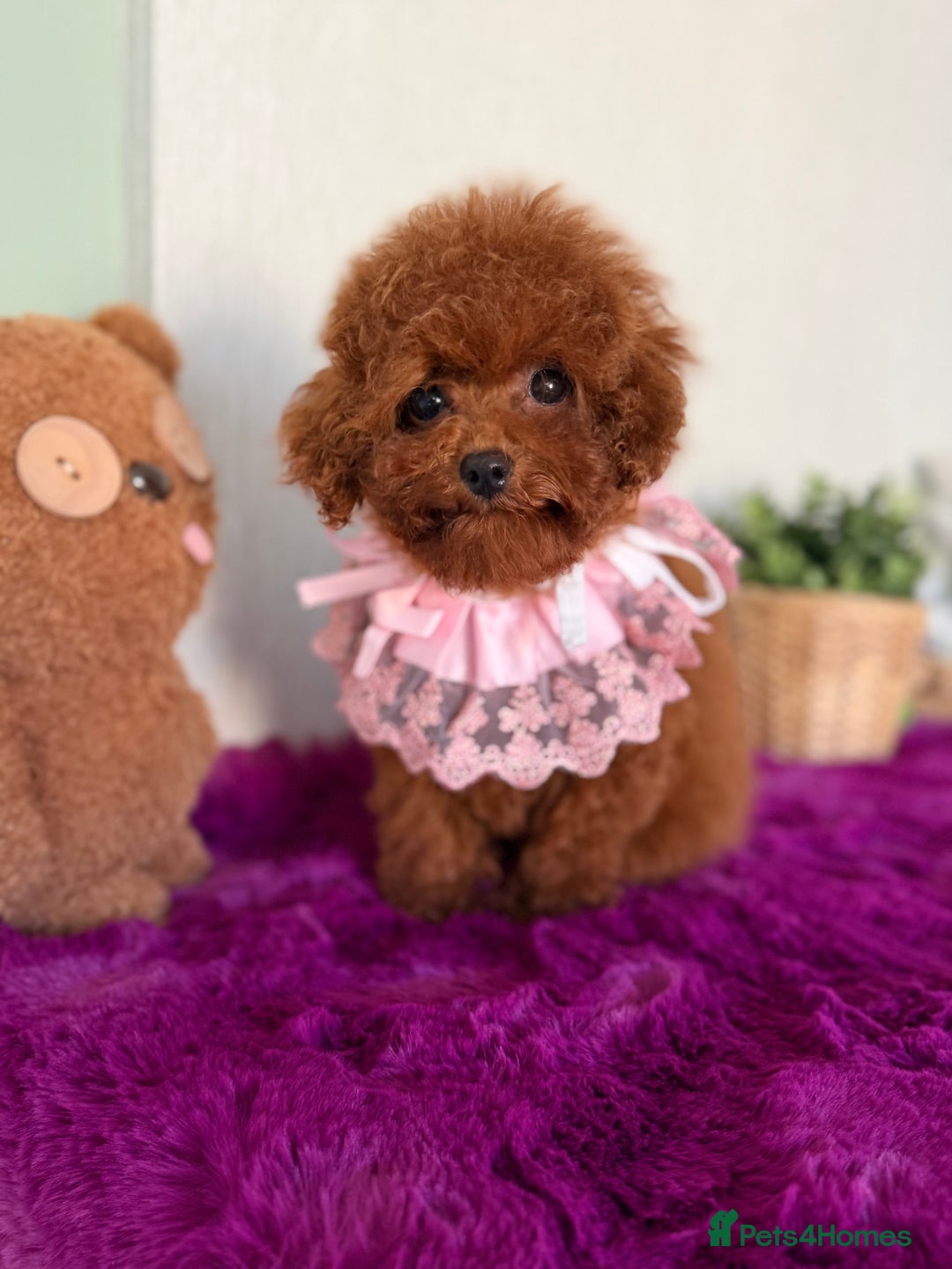 Poodle dogs for sale: Asian girl looking for 🏡 - Advert 15