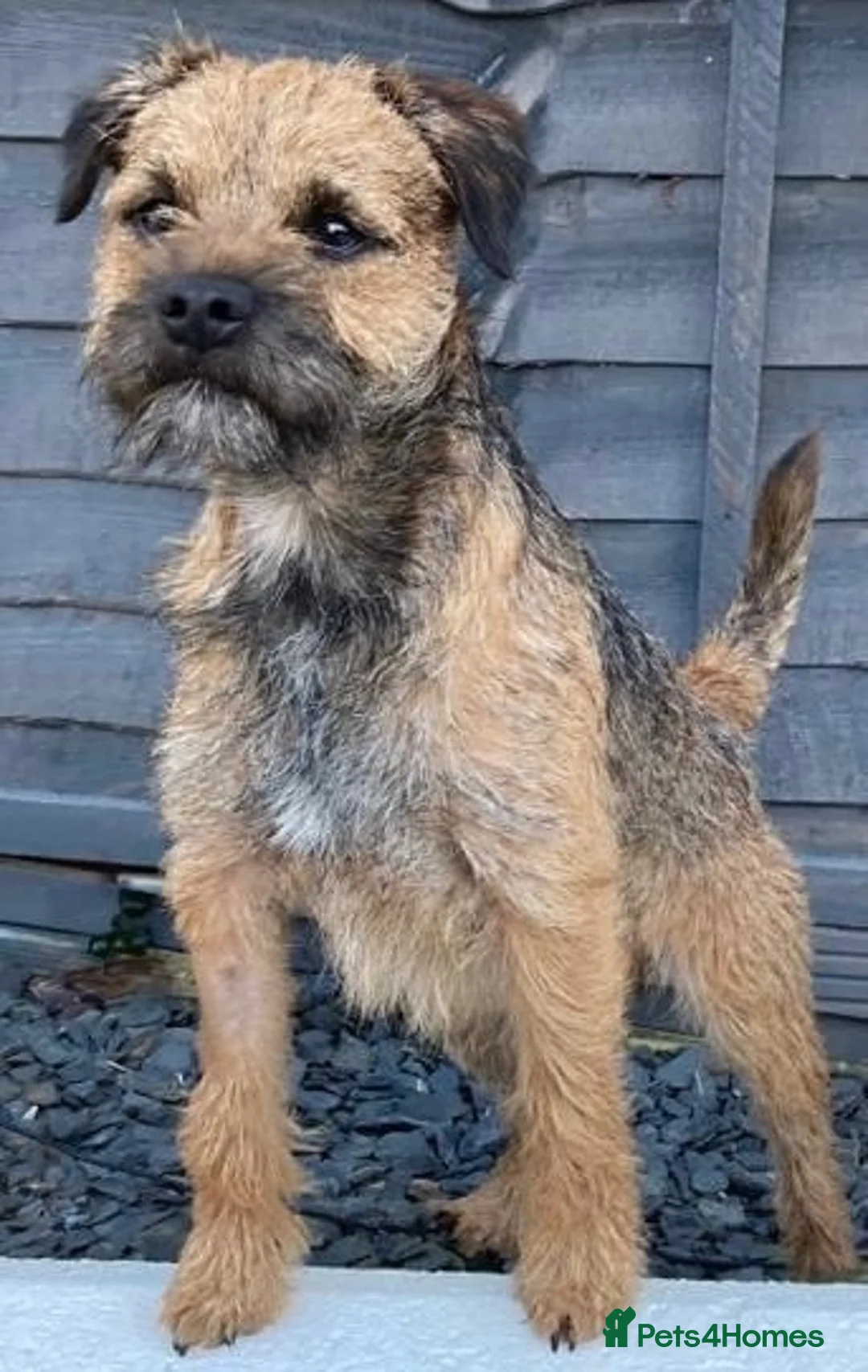 Border Terrier dogs for sale: BEAUTIFUL BORDER TERRIER PUPPIES  - Advert 1