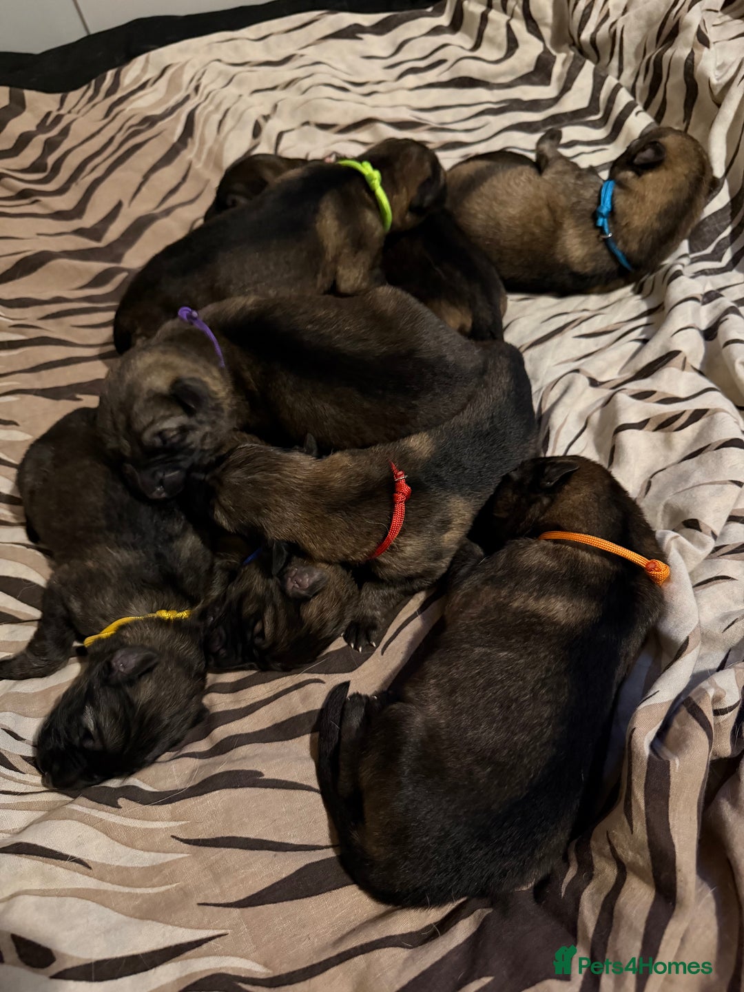 German Shepherd dogs for sale: Beautiful chunky German Shepherd Pups - Image 1
