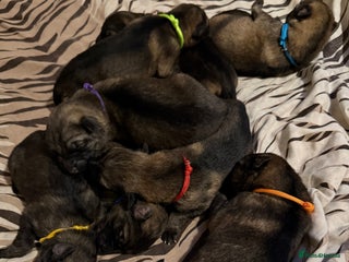 German Shepherd dogs - Advert 2