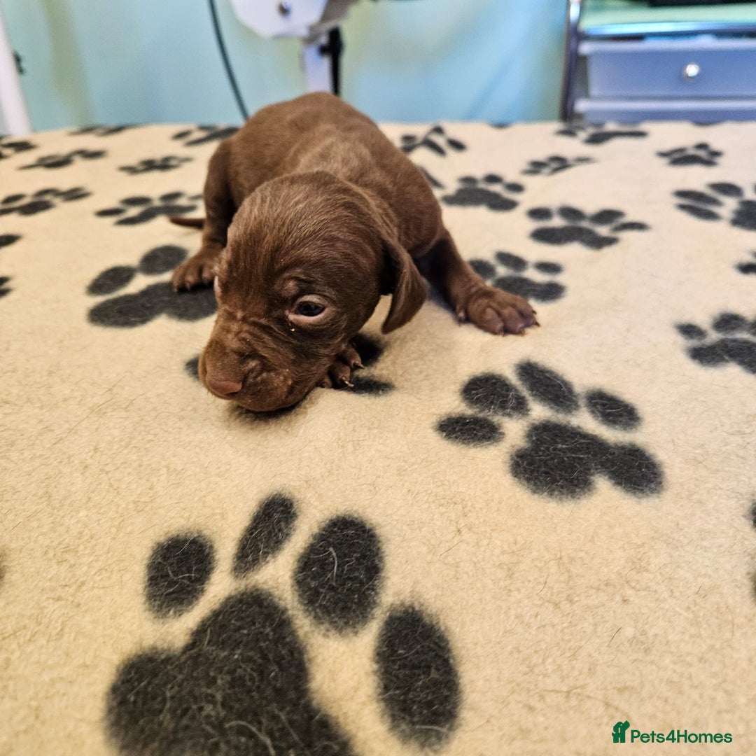 Hungarian Vizsla dogs for sale: Hungarian vizsla pups top quality pups  - Image 14