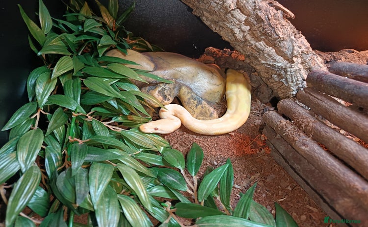 Python Snake reptiles - Advert 4