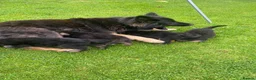 German Shepherd dogs for sale: Big chunky farm bred German shepherds ready now. - Advert 9