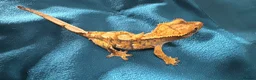 Gecko reptiles for sale: Baby gargoyle geckos and baby cresties lilys etx - Advert 12