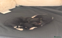 Mixed Breed cats for sale: Two beautiful kittens 🐈‍⬛ - Image 6