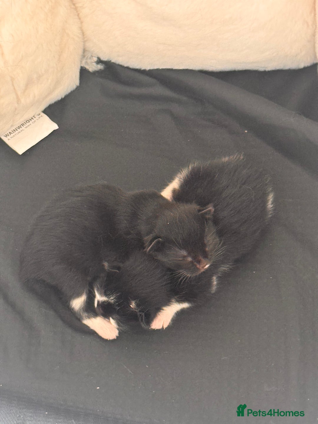 Mixed Breed cats for sale: Two beautiful kittens 🐈‍⬛ - Image 6