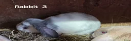 Mini Lop rabbits for sale: Mini lops forsale mixed sex - Advert 8