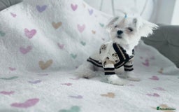 Maltese dogs for sale: ⭐️ Ready NOW Tiny & Cute Full Korean Maltese ⭐️ - Image 3