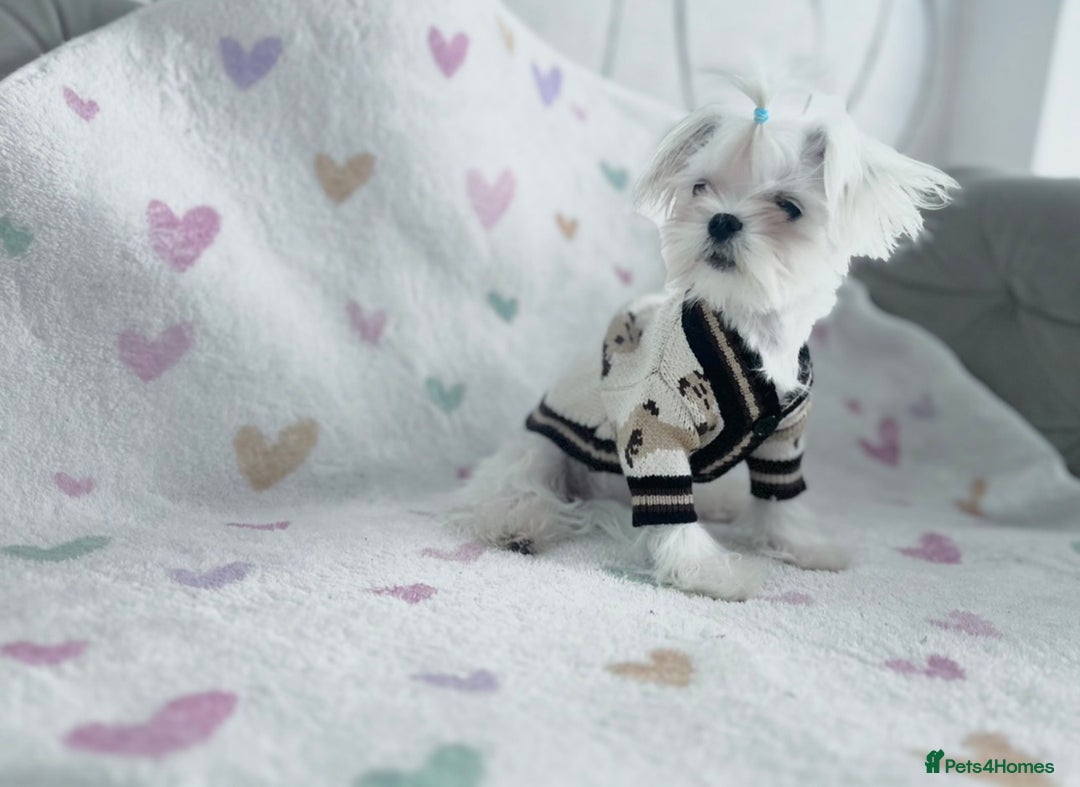 Maltese dogs for sale: ⭐️ Ready NOW Tiny & Cute Full Korean Maltese ⭐️ - Image 3