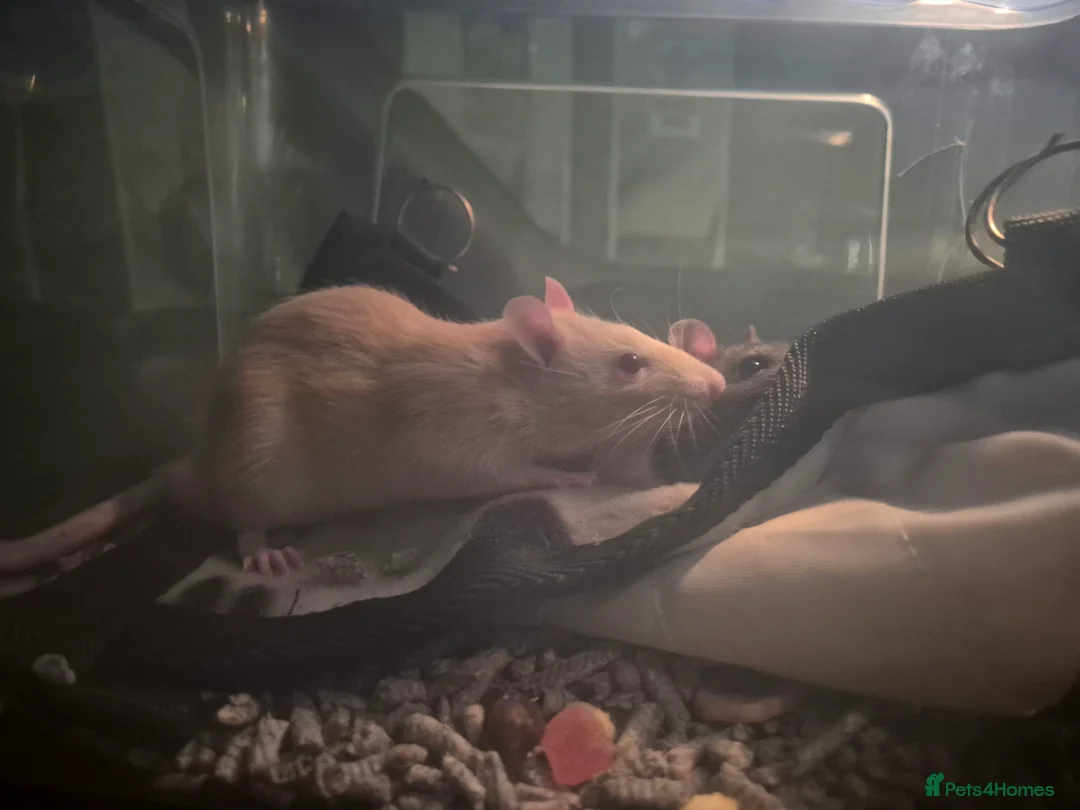 Rat rodents for sale: X2 Male Rats & Accessories  - Advert 3