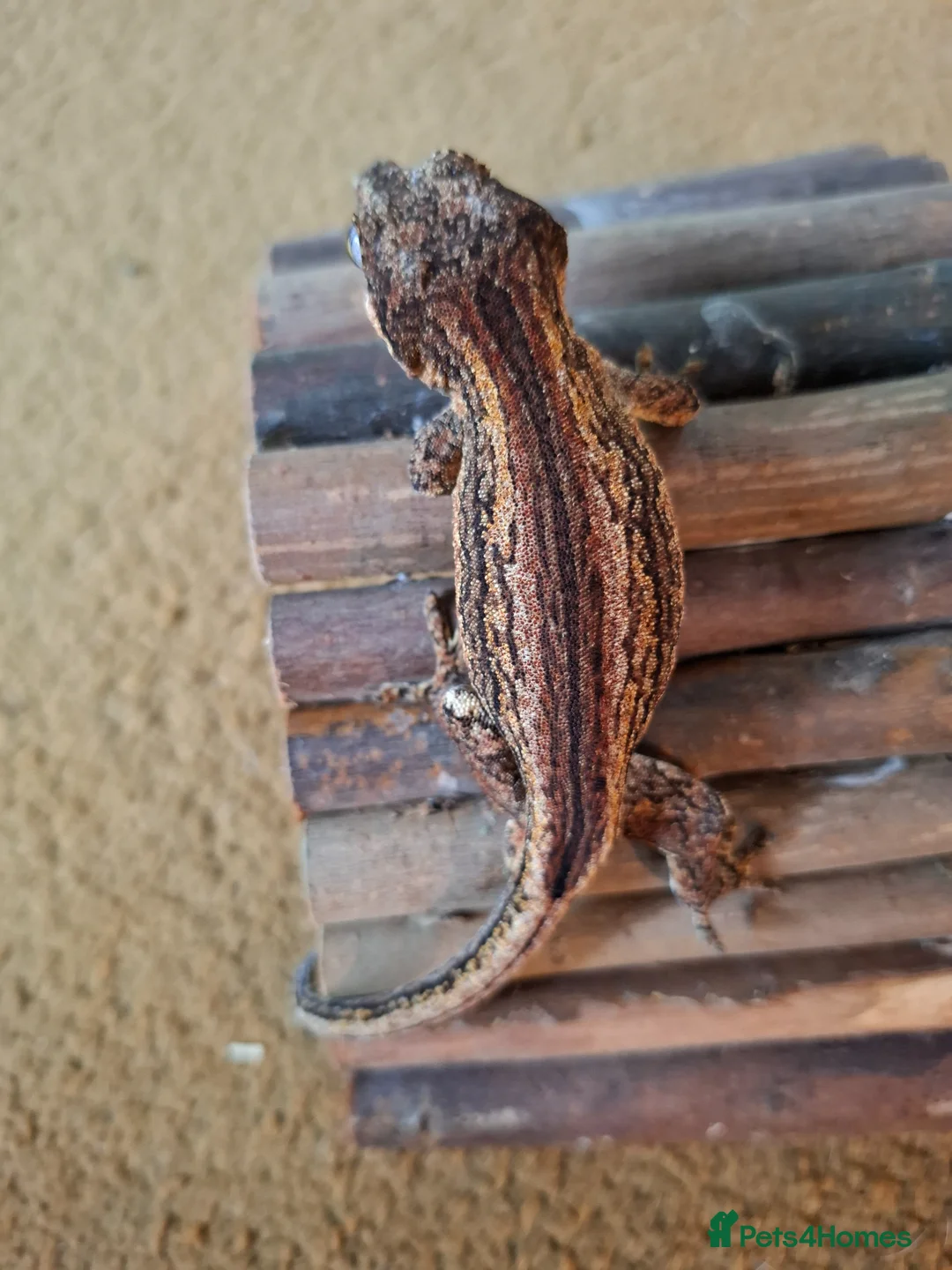 Gecko reptiles for sale: Grown on Gargoyle Gecko in Rugeley - Advert 14