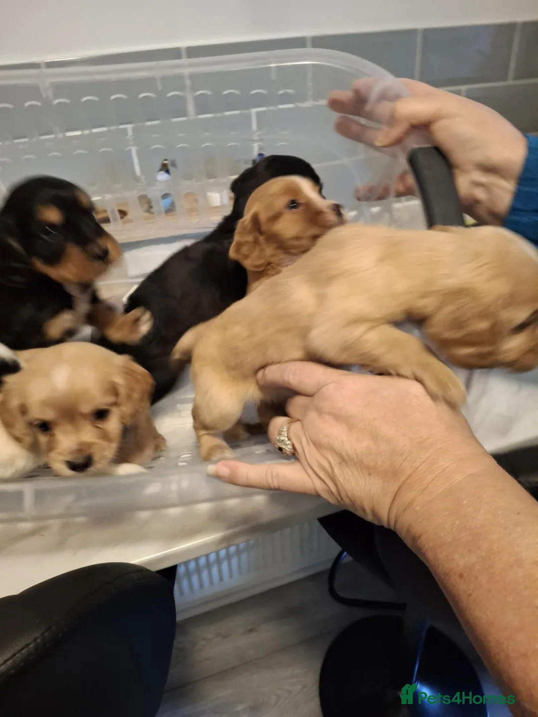 Cocker Spaniel dogs for sale: Girl and Boys cocker spaniels - Advert 3