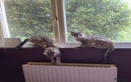 Bengal cats for sale: Buzz and Woody - Image 10
