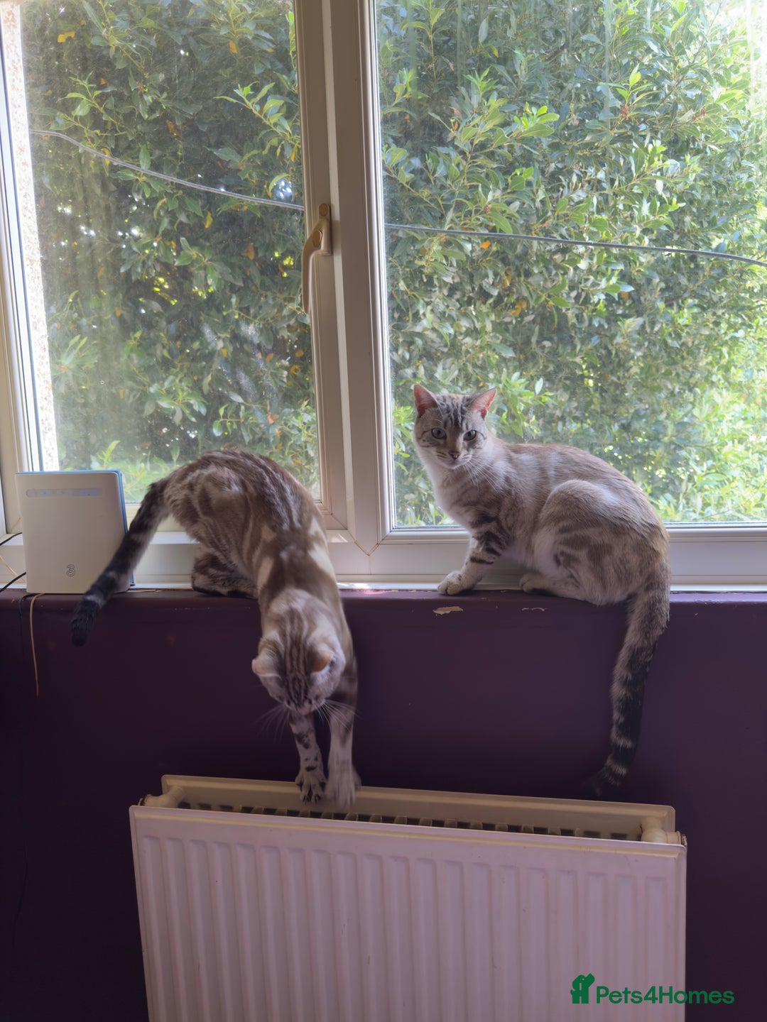 Bengal cats for sale: Buzz and Woody - Image 10