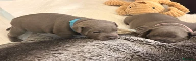 Staffordshire Bull Terrier 1