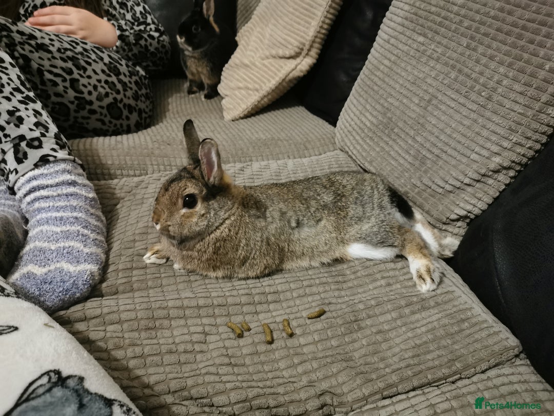 Netherland Dwarf rabbits for sale: Netherland Dwarf - Advert 2