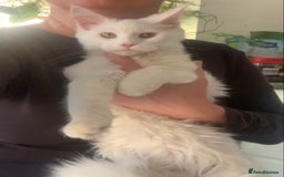 Maine Coon cats for sale: White Maine coon girl spayed TICA registered  - Image 1