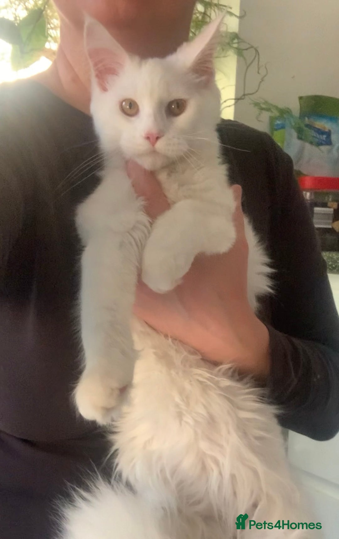Maine Coon cats for sale: White Maine coon girl spayed TICA registered  - Image 1