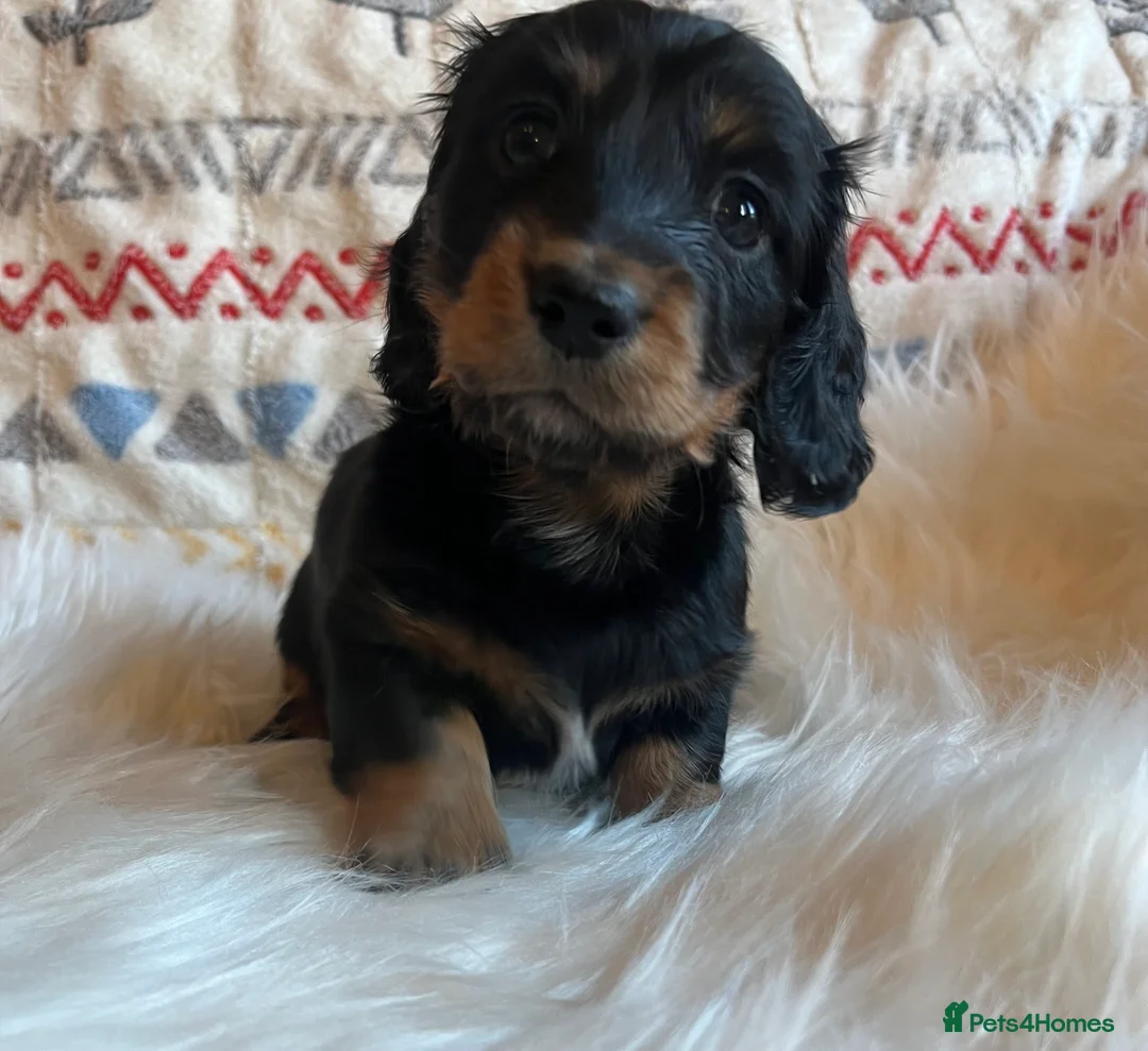 Miniature Dachshund dogs for sale: Beautiful  KC Mini L/H dachshund puppies - Advert 4