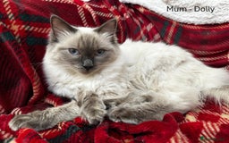 Ragdoll cats for sale: 4 cute fluffy Ragdoll Kittens - Advert 4