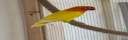 Lovebirds birds for sale: 2 year old male lutino lovebird - Advert 2