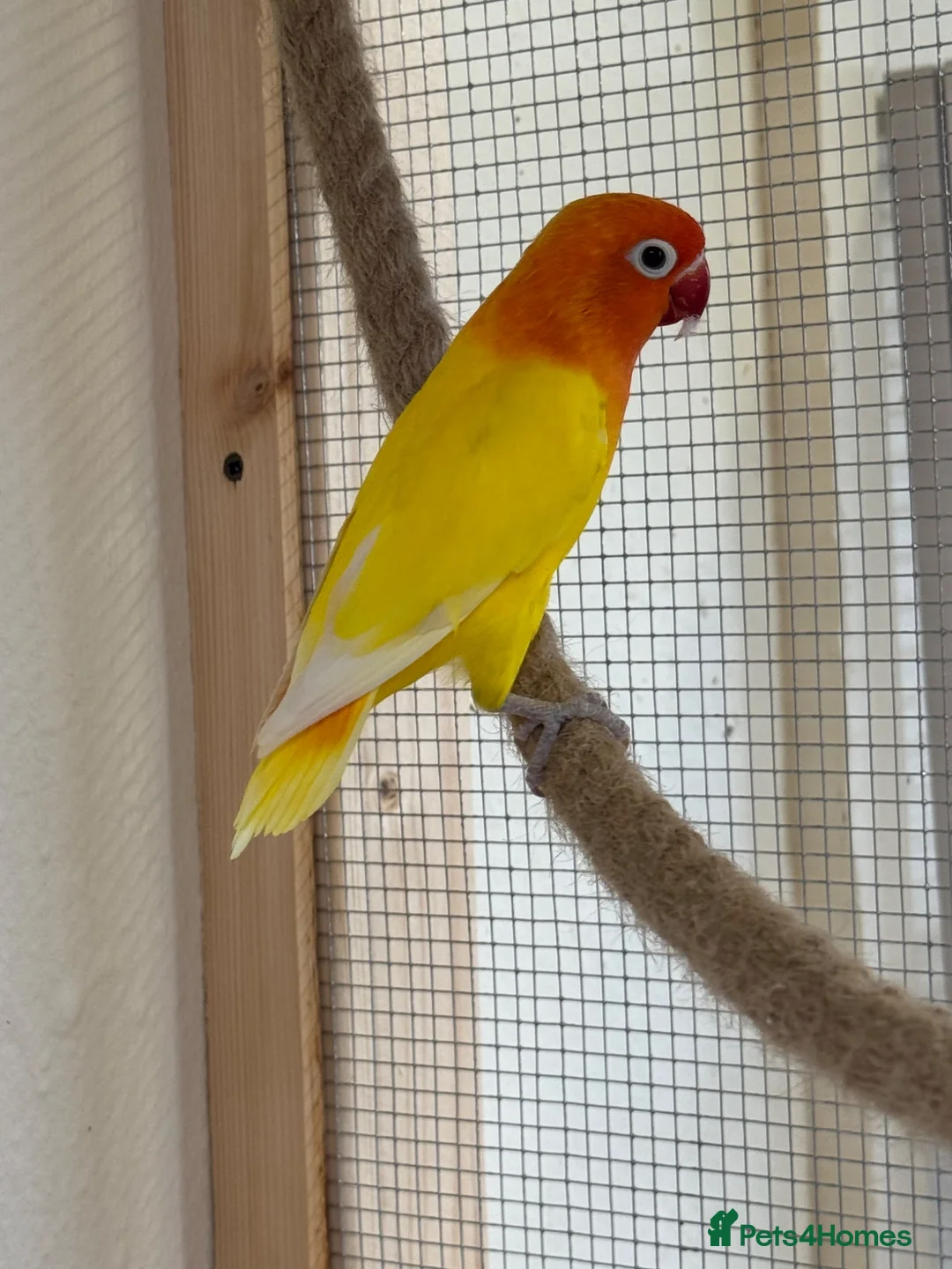 Lovebirds birds for sale: 2 year old male lutino lovebird - Advert 2