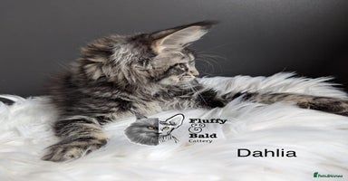 Maine Coon cats - Advert 4