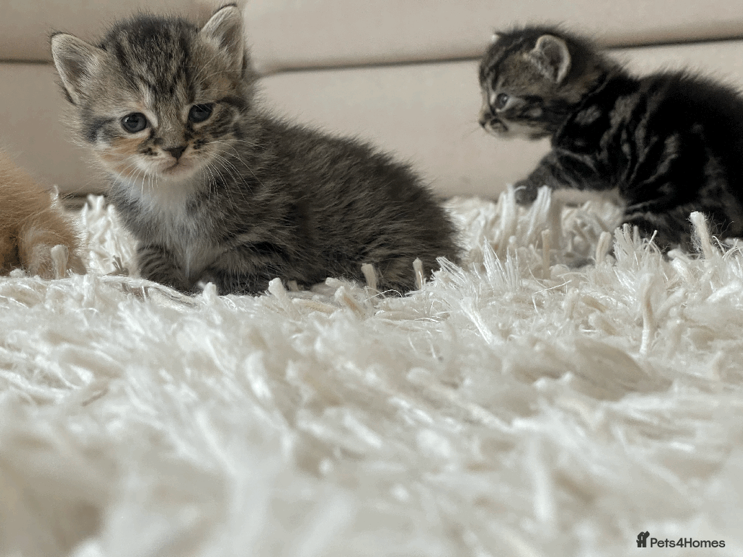 Mixed Breed cats for sale: 4Adorable Longhair Kittens-ready late Sep - Image 11