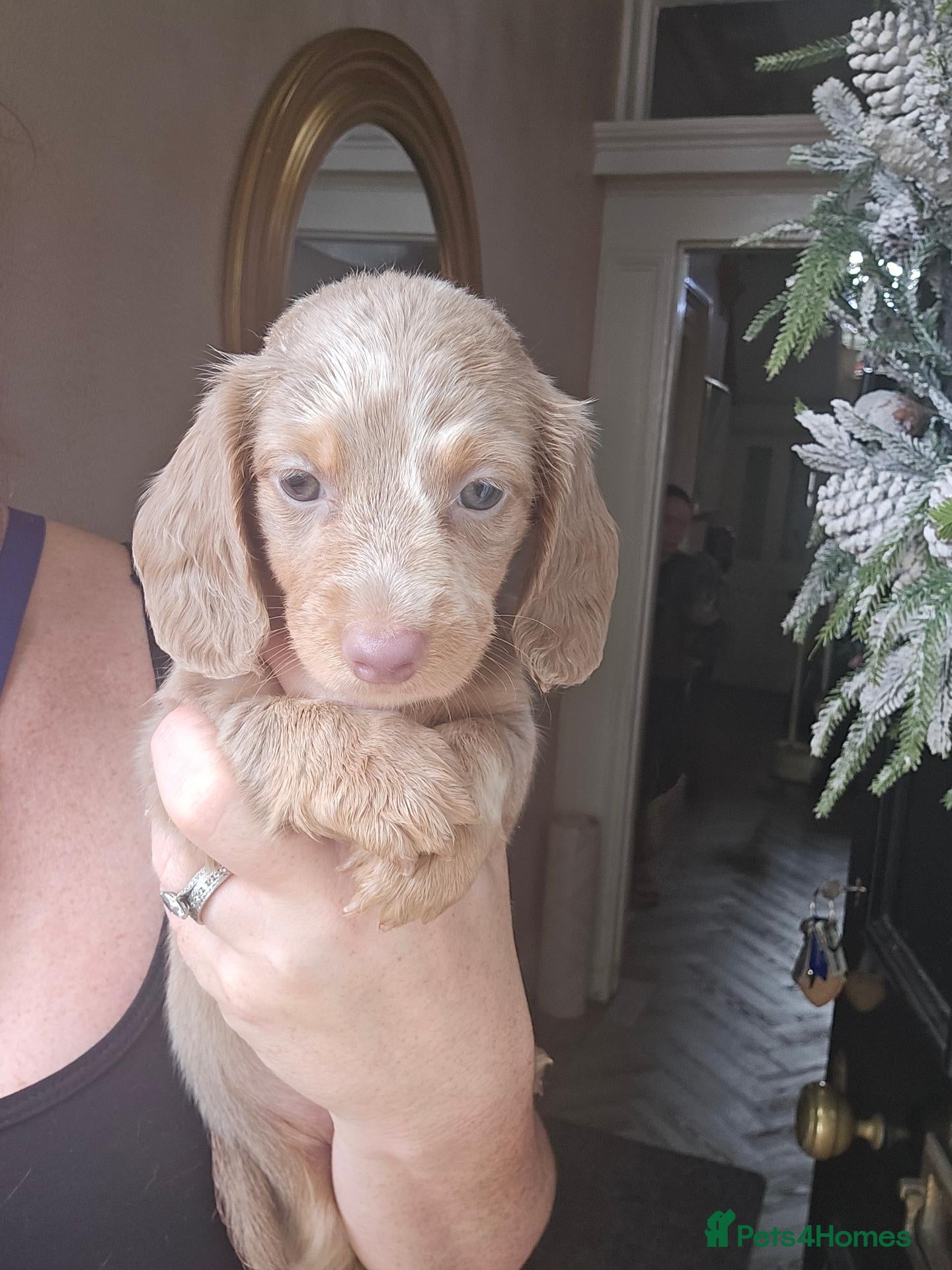Miniature Dachshund dogs Adorable minature Dashounds - Advert 2