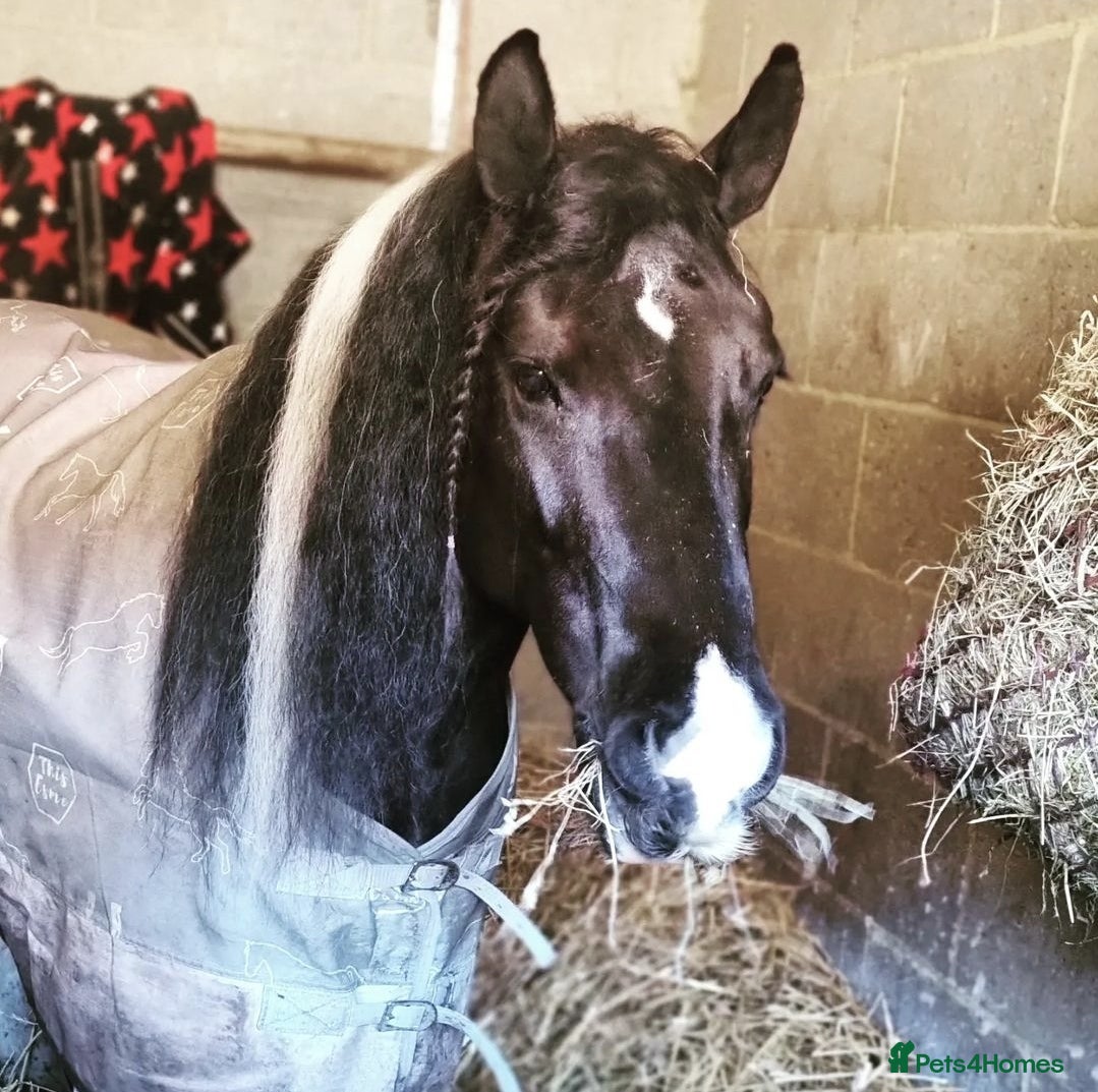 Irish Cob horses for sale: Beautiful Lexi in Gravesend - Advert 5