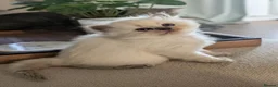 British Shorthair cats for sale: Rare colours British Kittens, ready soon.  - Advert 20