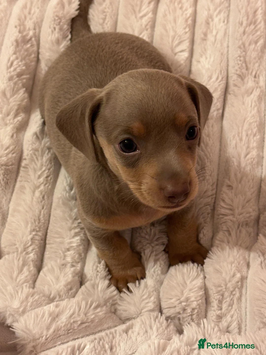 Miniature Dachshund dogs for sale: Kc smooth haired miniature dachshunds - Advert 2