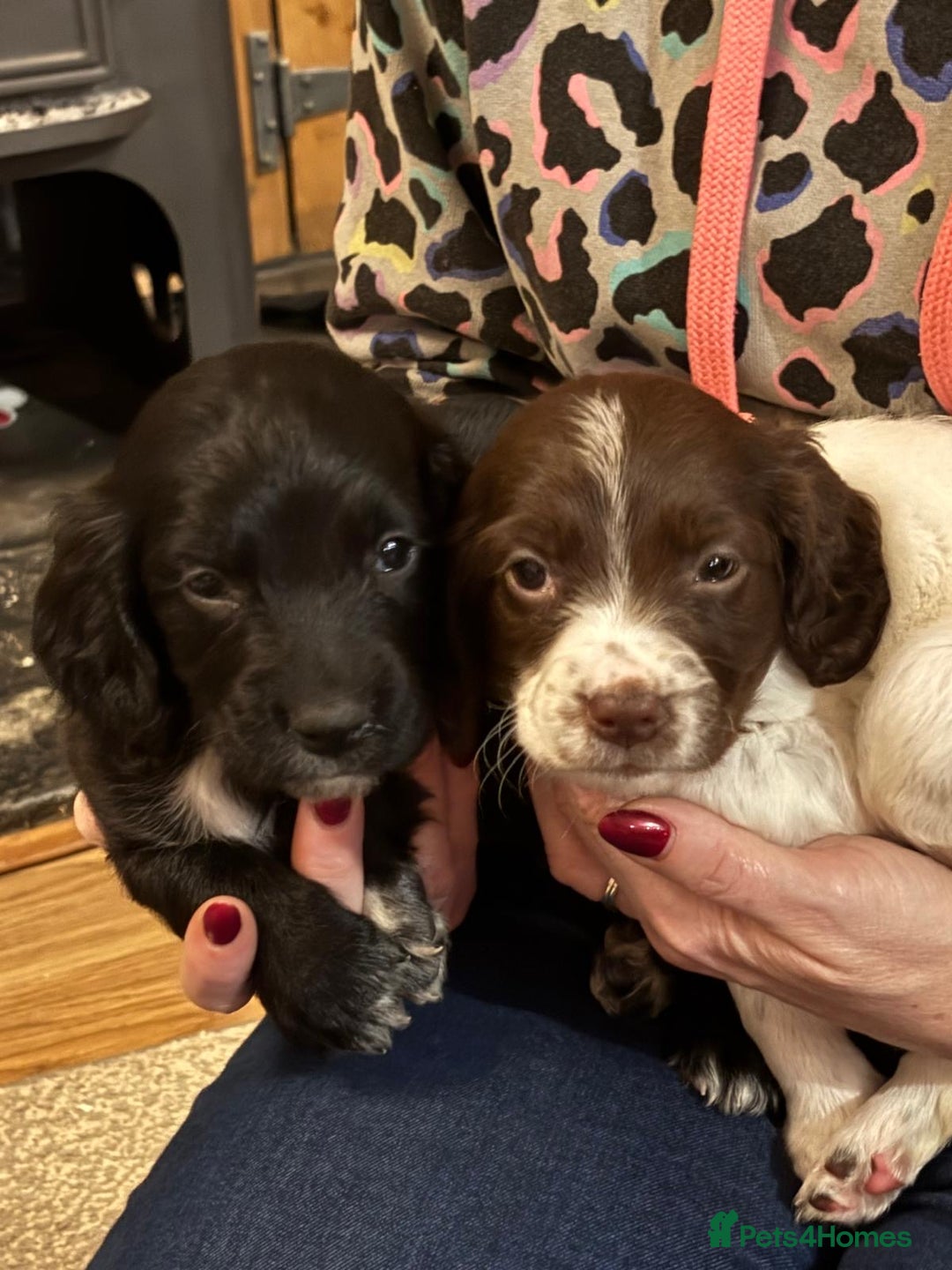 Mixed Breed dogs for sale: Flat coat retriever/spaniel x sprocker  - Advert 10