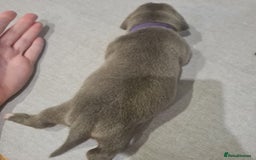 Mixed Breed dogs for sale: French bull weinners  - Image 9